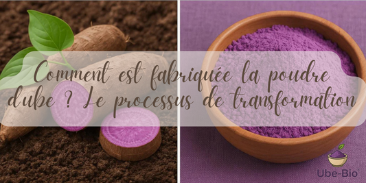Comment est fabriquée la poudre d’ube ? Le processus de transformation