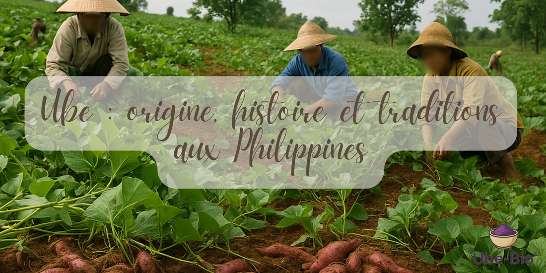 Ube : origine, histoire et traditions aux Philippines