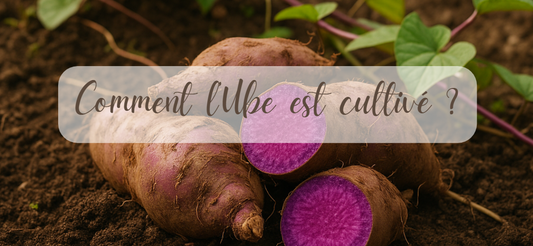 Ube fraichement cultivé