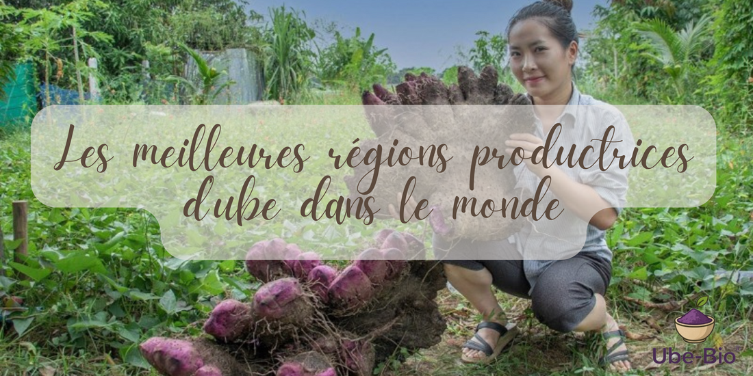 Les meilleures régions productrices d’ube dans le monde
